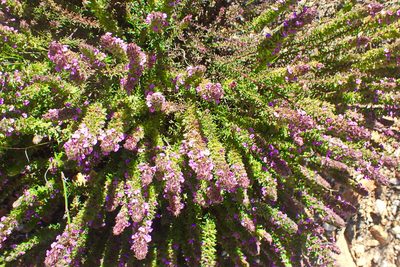 Muraltia alopecuroides, photographed by Di Turner