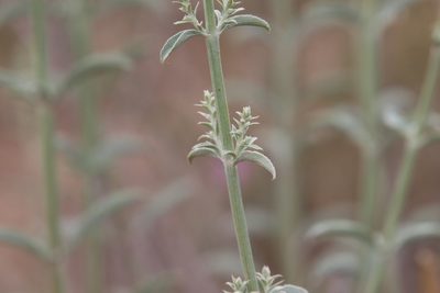 Salvia apiana