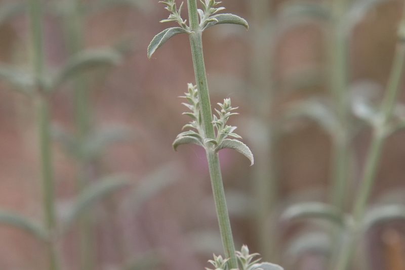 Salvia apiana, photographed by Millie Basden