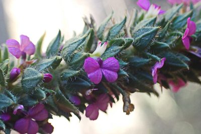 Muraltia alopecuroides, photographed by Di Turner