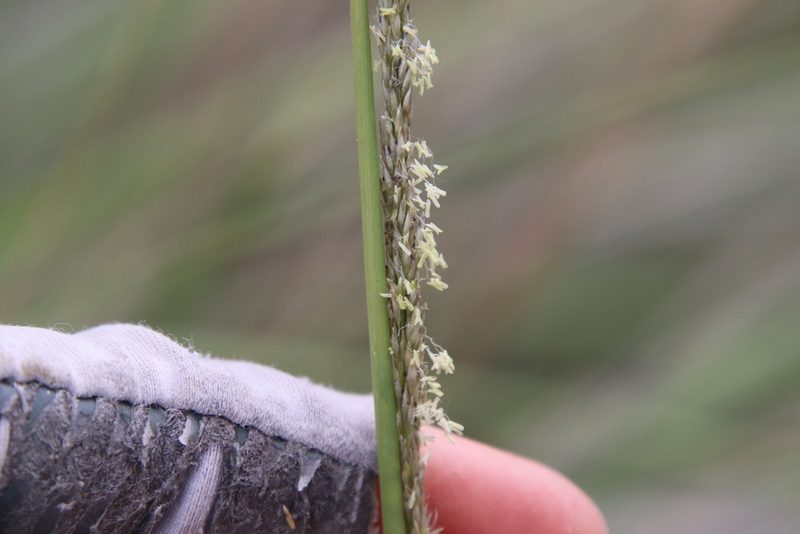 Muhlenbergia rigens, photographed by Millie Basden