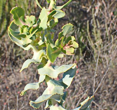 Othonna parviflora, photographed by Di Turner