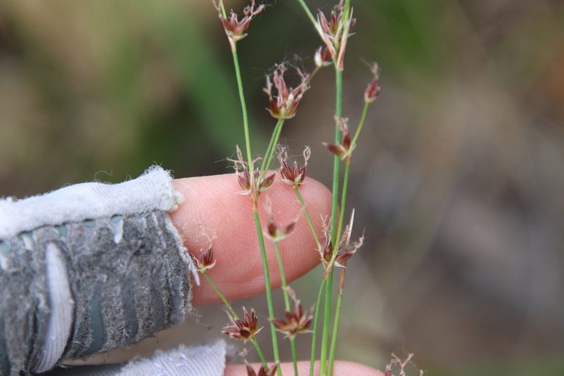 Juncus dubius, photographed by Millie Basden