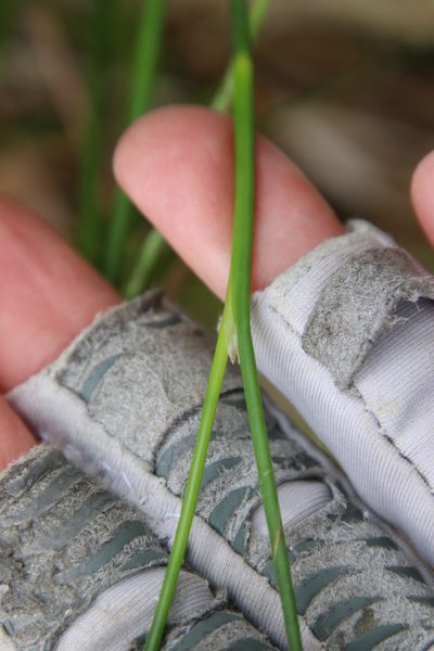 Juncus dubius, photographed by Millie Basden