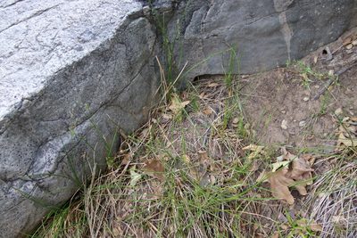 Juncus dubius, photographed by Millie Basden