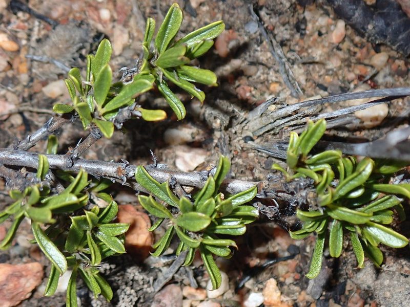 Psoralea heterosepala, photographed by Di Turner