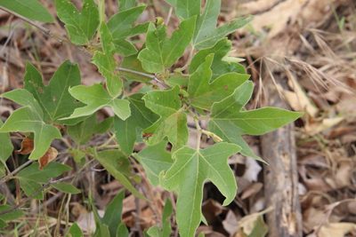 Platanus racemosa, photographed by Millie Basden
