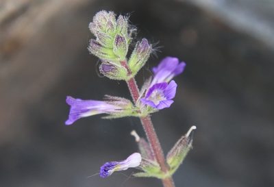 Stemodia durantifolia, photographed by Millie Basden