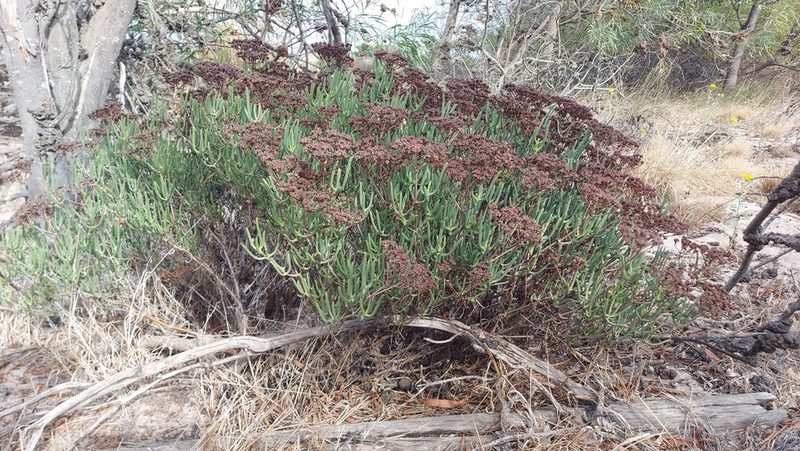 Ruschia umbellata, photographed by Jacques van der Merwe