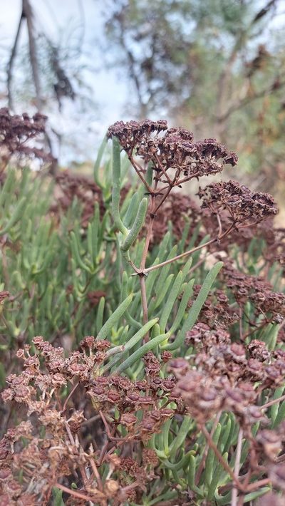 Ruschia umbellata, photographed by Jacques van der Merwe