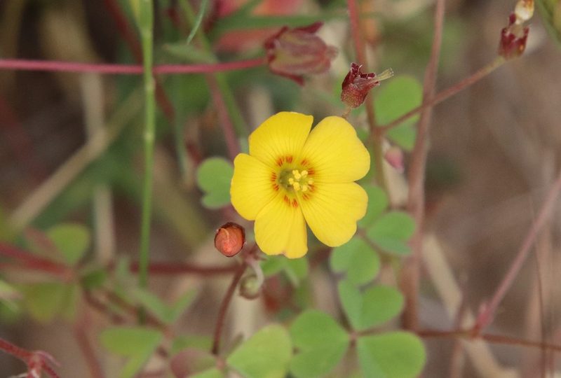 Oxalis californica, photographed by Millie Basden