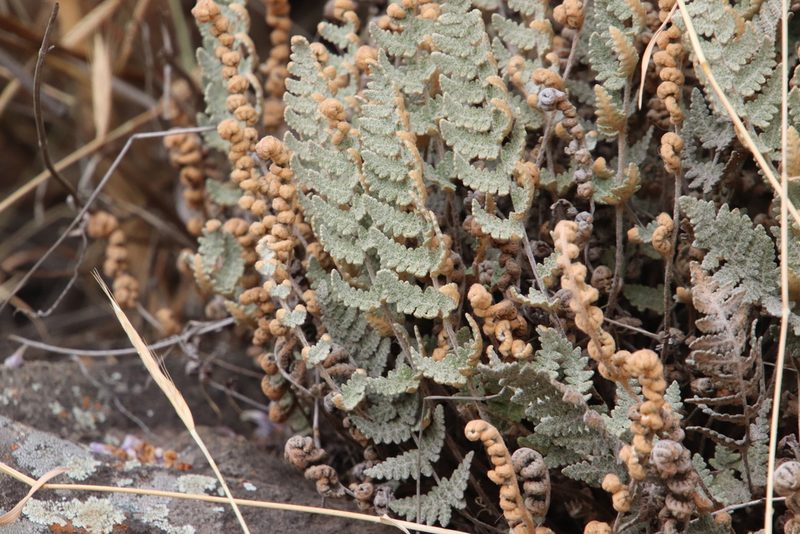 Myriopteris newberryi, photographed by Millie Basden