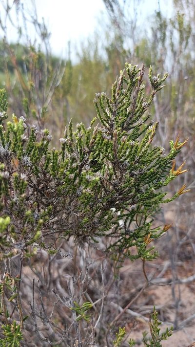 Stoebe nervigera, photographed by Jacques van der Merwe