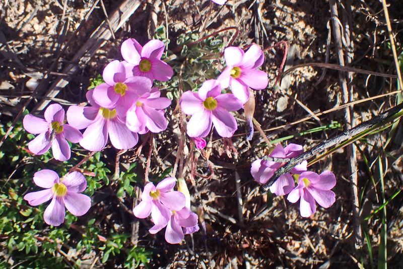 Oxalis imbricata, photographed by Di Turner