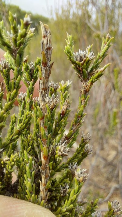 Stoebe nervigera, photographed by Jacques van der Merwe