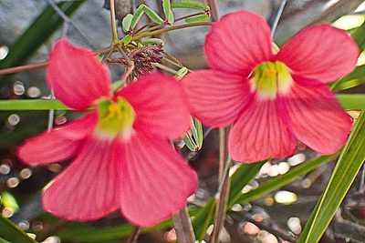 Oxalis pendulifolia, photographed by Di Turner