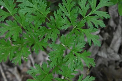 Physospermum cornubiense, photographed by Марина Садыкова