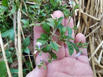Mazus pumilus, photographed by Leila Dasher