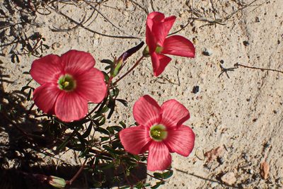 Oxalis pendulifolia, photographed by Di Turner