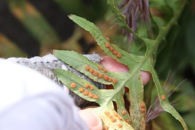 Polypodium californicum, photographed by Millie Basden