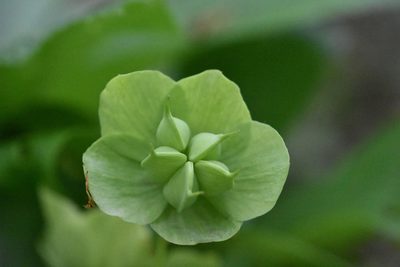 Helleborus orientalis, photographed by Марина Садыкова