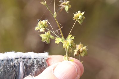 Thalictrum fendleri