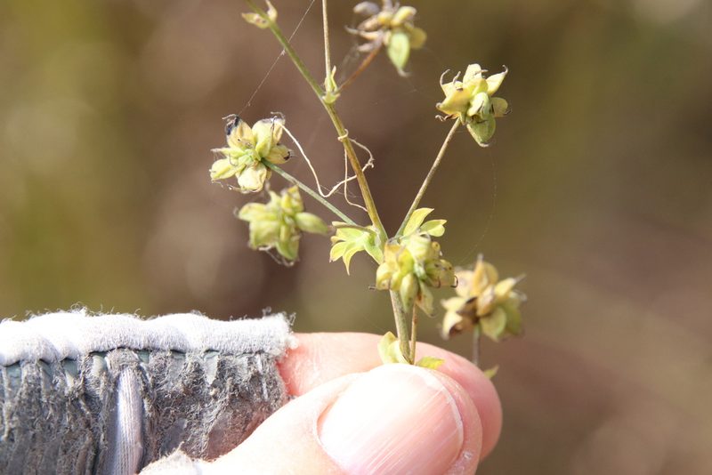 Thalictrum fendleri, photographed by Millie Basden