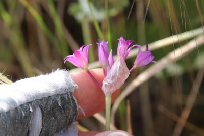 Allium peninsulare, photographed by Millie Basden