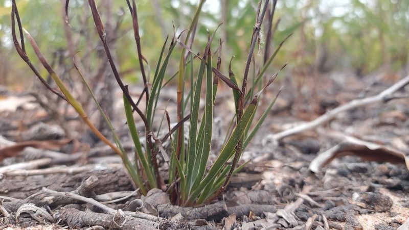 Aristea africana, photographed by Jacques van der Merwe