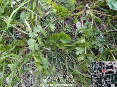 Potentilla supina, photographed by Екатерина Гущина