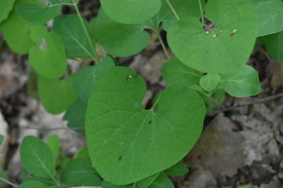 Aristolochia steupii, photographed by Марина Садыкова