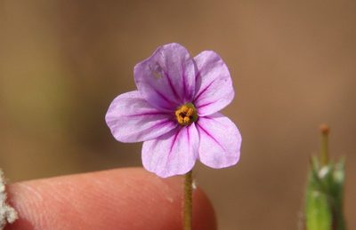 Erodium botrys, photographed by Millie Basden