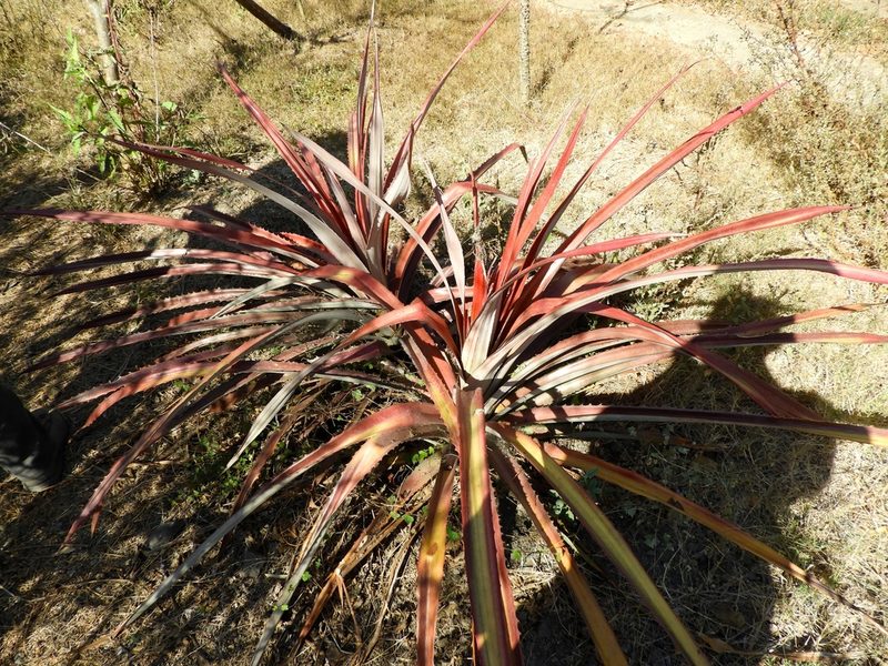 Bromelia karatas, photographed by Francisco Farriols Sarabia