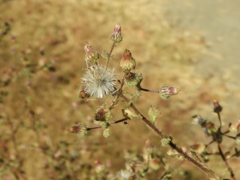 Blumea viscosa, photographed by Francisco Farriols Sarabia