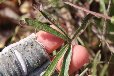 Sidalcea sparsifolia, photographed by Millie Basden