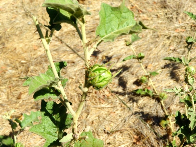 Solanum houstonii, photographed by Francisco Farriols Sarabia