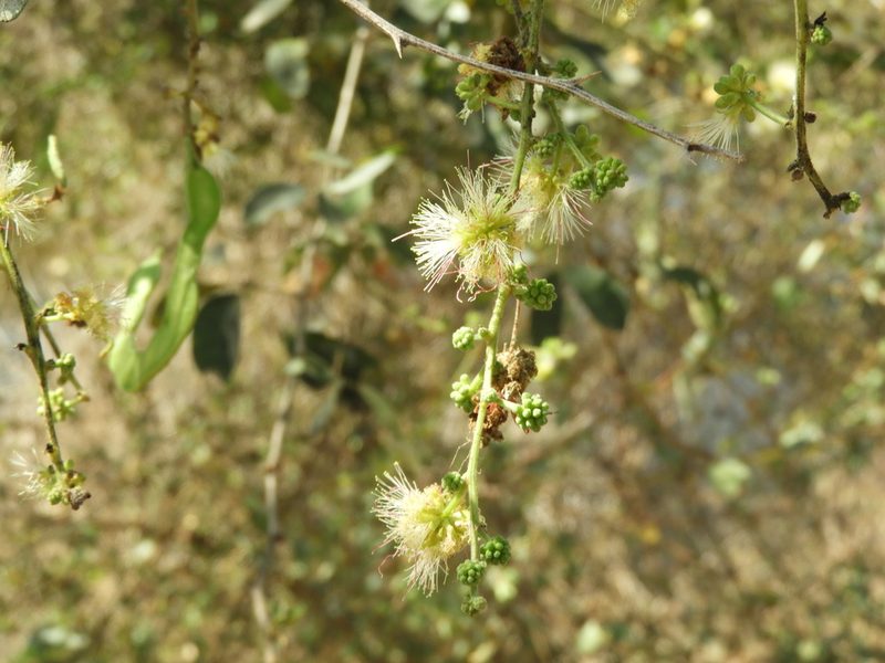 Pithecellobium dulce, photographed by Francisco Farriols Sarabia