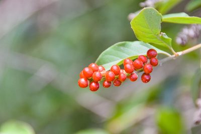 Citharexylum berlandieri, photographed by Jay Pruett