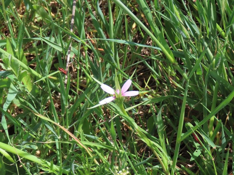 Geropogon hybridus, photographed by Juan C. Espinosa