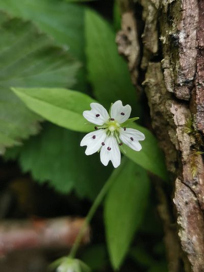 Pseudostellaria europaea, photographed by Ljaž