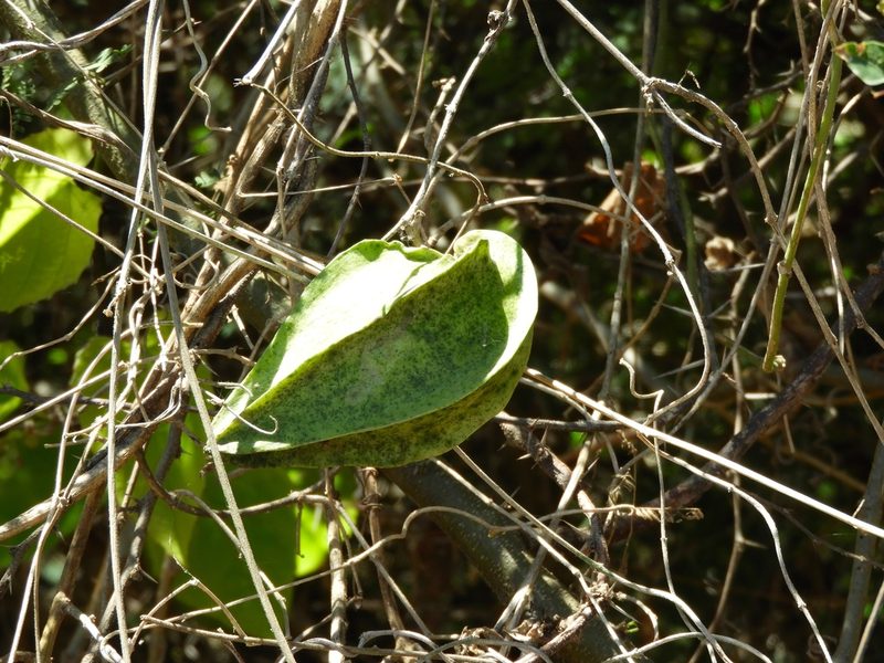Gonolobus naturalistae, photographed by Francisco Farriols Sarabia