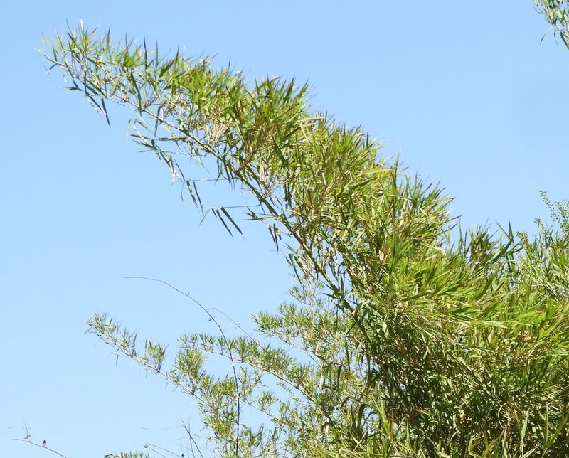 Guadua paniculata, photographed by Francisco Farriols Sarabia