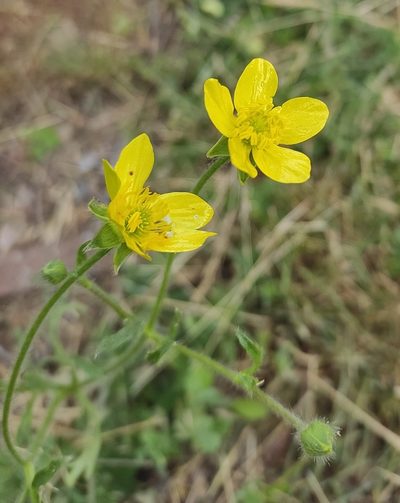 Ranunculus oxyspermus, photographed by KAnatoliy