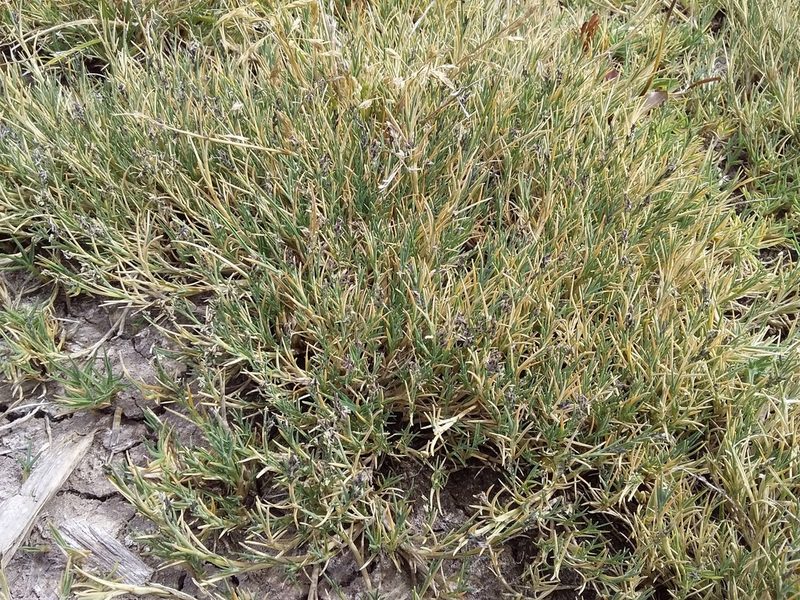 Muhlenbergia fastigiata, photographed by Humber Alberto