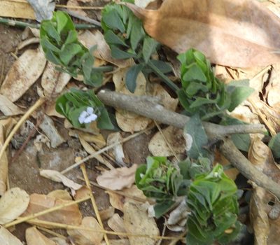 Ruellia blechum, photographed by Francisco Farriols Sarabia