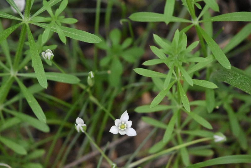 Ornithogalum woronowii, photographed by Марина Садыкова
