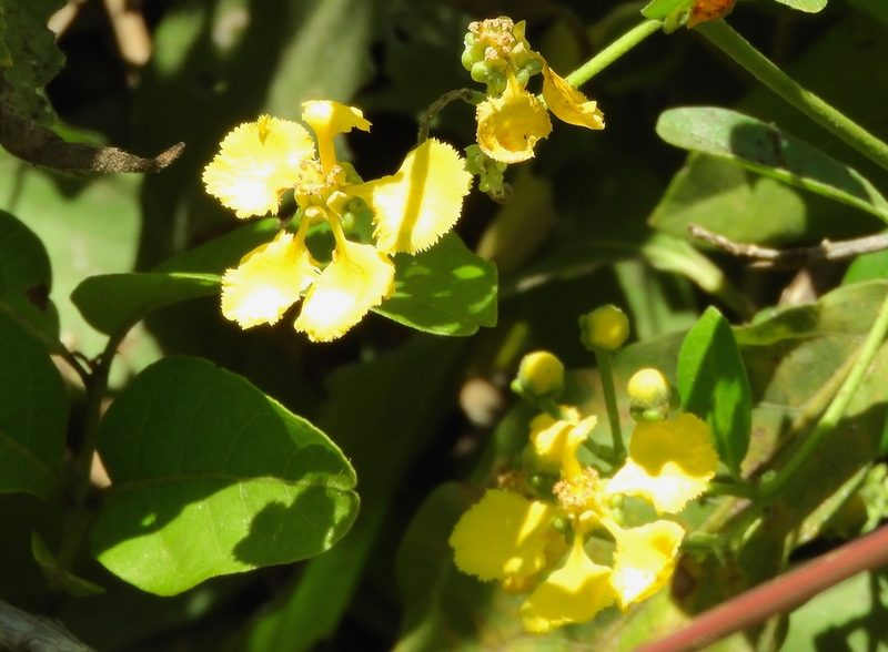 Callaeum macropterum, photographed by Francisco Farriols Sarabia