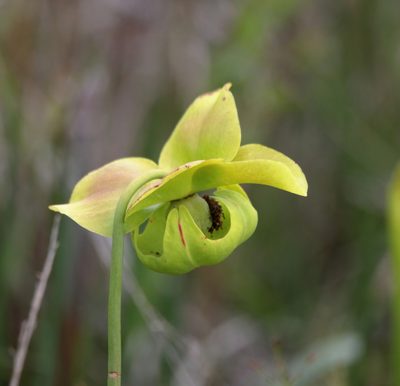 Sarracenia alata, photographed by Kim