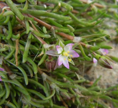 Spergularia marina, photographed by Jon Mortin