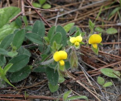 Crotalaria rotundifolia, photographed by Kim